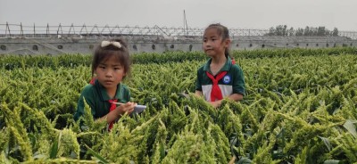 麦海逐梦守初心 科技兴农担使命 ——记小麦育种专家弭尚岭的奋斗征程