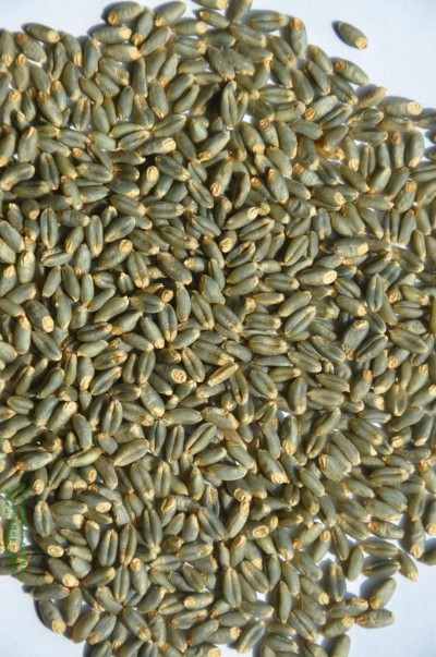 麦海逐梦守初心 科技兴农担使命 ——记小麦育种专家弭尚岭的奋斗征程